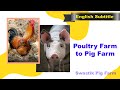 Converting Poultry Farm to Pig Farm ll Swastik Pig Farm