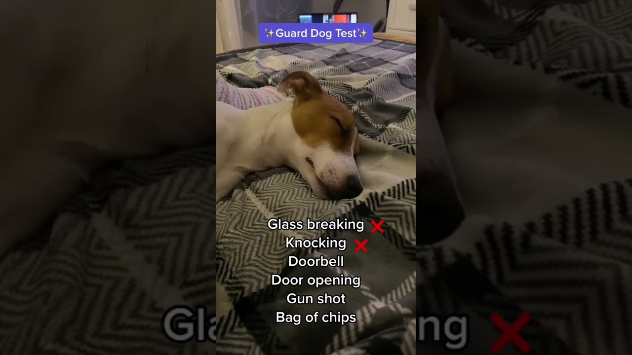 Guard dog test with Jack Russell terrier 