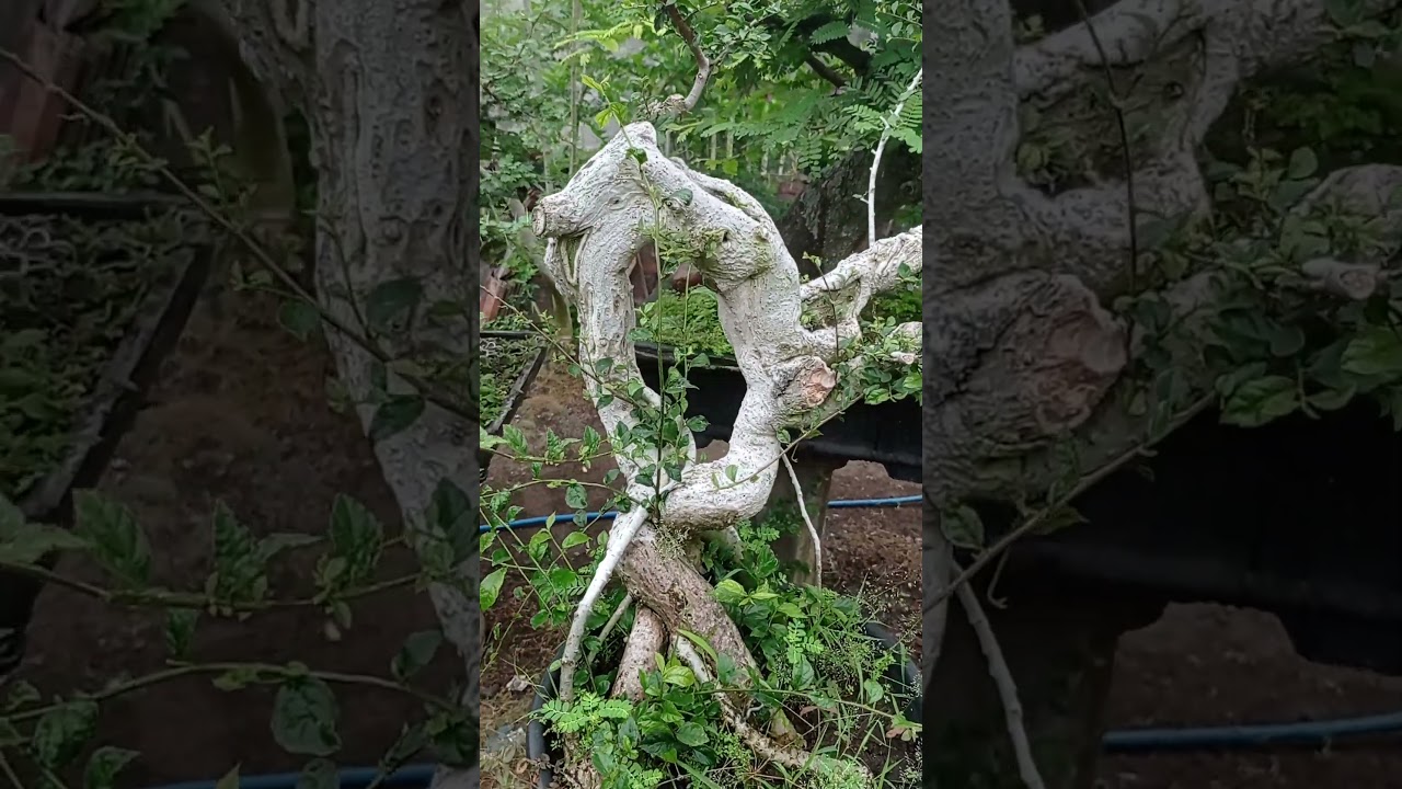 BONSAI SERUT BLACK HOLE, SUREALIS  
