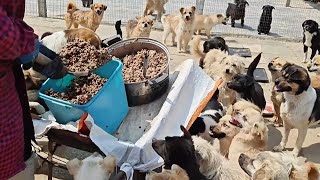 The Young Man Didn'T Care About Eating  So He Immediately Fed These Poor Stray Dogs.