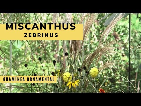 Vídeo: Miscantus Florit