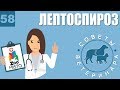 Лептоспироз у домашних животных | Симптомы и лечение лептоспироза | Советы Ветеринара