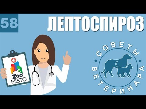 Video: Leptospiroz: Hissə 2 - Tamamilə Veterinar