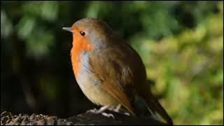 Robin Dagu Orange di alam liar Full HD