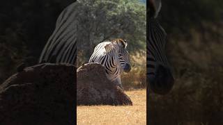 This ZEBRA🦓  loves❤️ a back SCRATCH