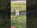 Francis Getting Famous