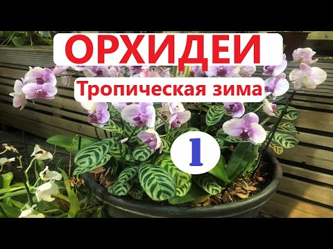 Фестиваль орхидей, хищных