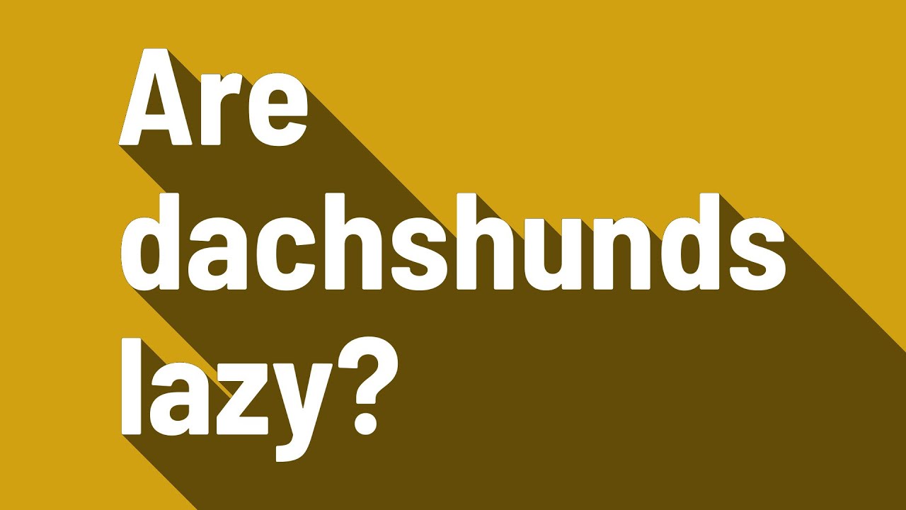 Are dachshunds lazy? YouTube