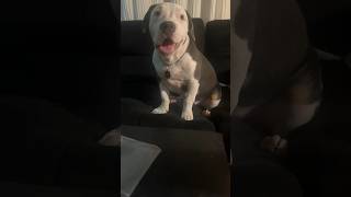 Best Doggie Trick Ever Part 1 #doglover #pets #fypシ #americanbully #animals #foryou #puppy