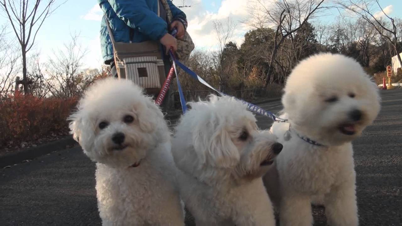 さがみ湖リゾート プレジャーフォレスト 14 Youtube