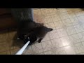 Funny Baby Raccoons Playing with a Broom