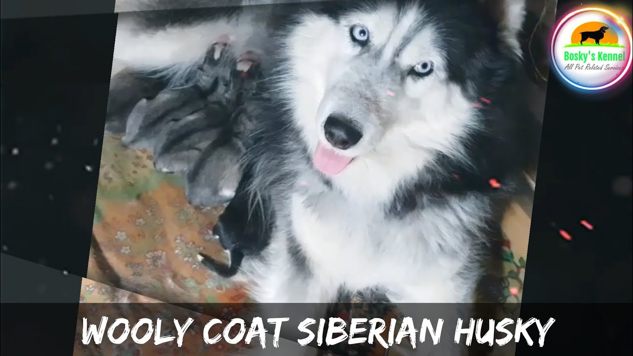 Wooly Coat Siberian Huskies Puppies BoskysKennel Pre Booking