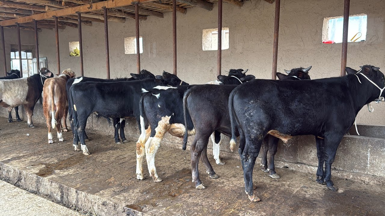 ✅BOQMA BUQA SORAGAN AKA UKALAR UCHUN AJOYIB IMKONIYAT🥇