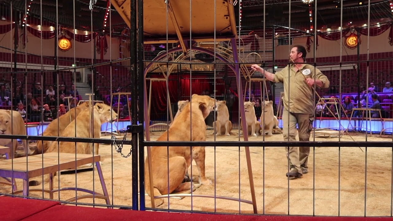 kommentierte Raubtierprobe mit Martin Lacey jr. im Circus Krone am 04.03.2023, Teil 2