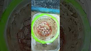 Umpan Jitu Untuk Mancing Udang Galah