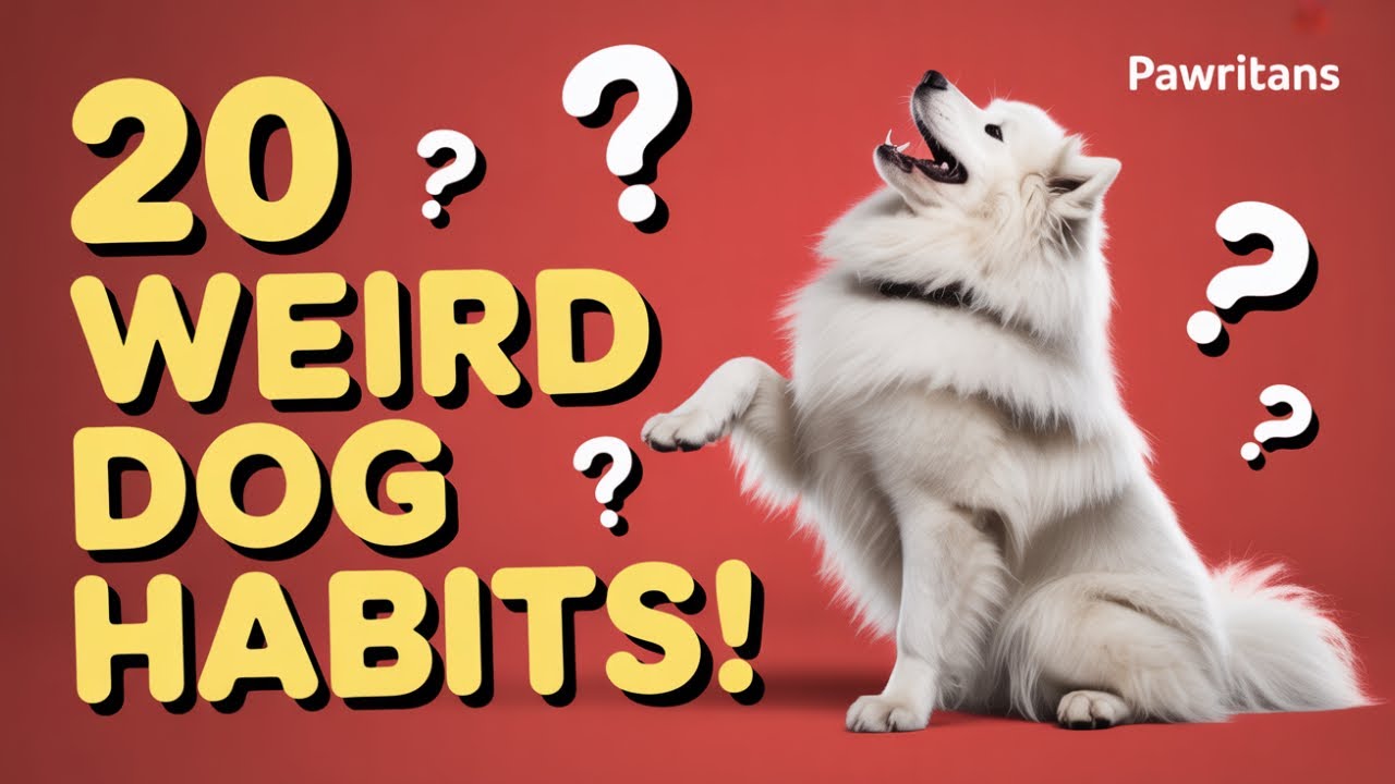 20 Weird Dog Behaviors! BEST VIDEO 2025