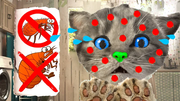 MY FAVOURITE KITTY LITTLE KITTEN ADVENTURE AND ANIMALS ON A BIG AND LONG ADVENTURE JOURNEY