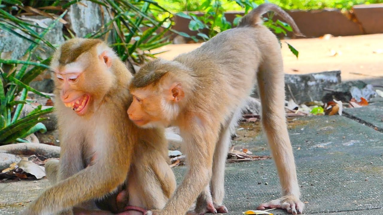 The lady monkey Moka is getting well and she also comes to see the new baby SARIKA. YouTube