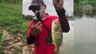 ep.vlog.26-Peacock Bass Galak Sambar-Menyambar
