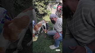 3RD Day Of TREATMENT With Full Of Trust❤️🐾 #shorts #humanity #ytshorts #explorepage #animals #pets