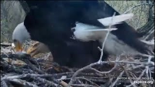 Decorah Eagles~DM2 Brings Another Fish-Mom Claims and Feeds_5.2.19