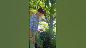 The Right Cut #thejamesbattonshow #gardening #saltlakecity #education #tree #pruning #therightcut