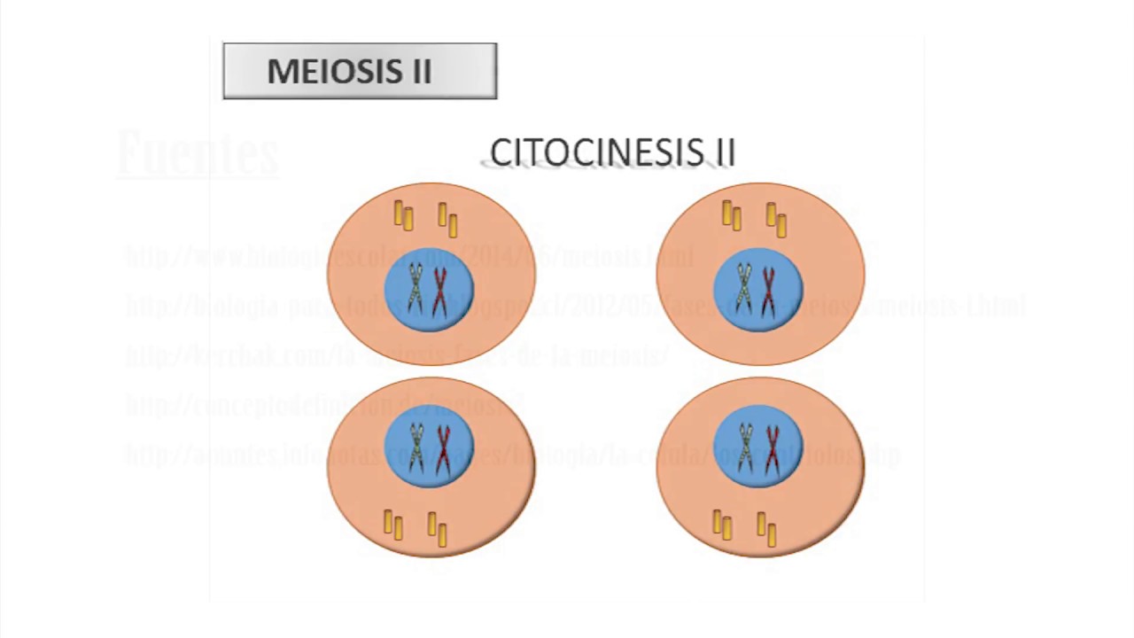 Etapas De La Meiosis Youtube