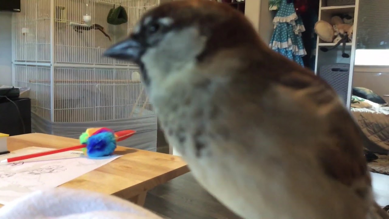 Pet house sparrow YouTube