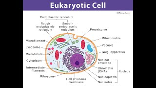 CELL - Vacuoles , cell division