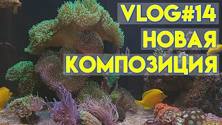 vlog#14 | новая композиция для морского аквариума | камни для морского аквариума | морской аквариум