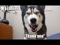 Key The Husky Says Perfect 'Thank You' While Opening His Mail!