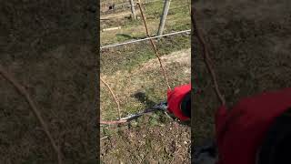 Trimming Riesling Grape Vines  Vertical Shoot Positioning Training