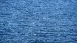 Alaska Dolphins