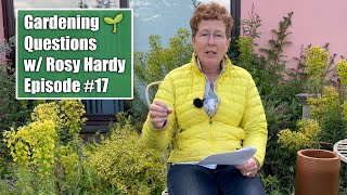 Save Plants from Ants Nests? Training Roses? | Gardening Questions w Rosy Hardy