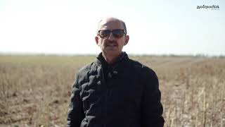 Соняшник Та Нестандартні Рішення - Добриво Добродій