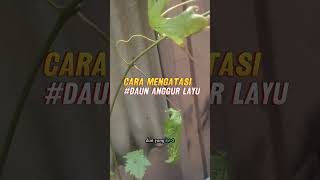 Cara Mengatasi Daun Anggur Tiba Tiba Layu daunanggur mengatasi layu shorts fyp