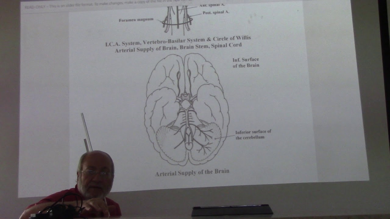 Neuroanatomy 70 ( Blood supply of the brain , part 2) , by Dr. Wahdan ...