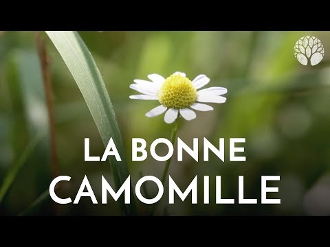 Vidéo: Camomille anglaise ou allemande : distinguer les différents types de camomille