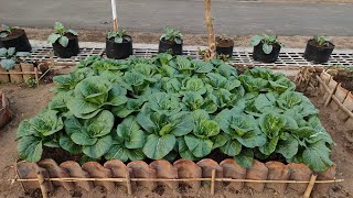cara menanam pakcoy putih dari benih sampai panen menggunakan pupuk organik || How to plant plant