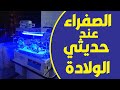الصفراء عند حديثي الولادة اسبابها و اعراضها والنسب الطبيعية و علاج الصفراء عند المواليد ابو صفار الصفراء عند حديثي الولادة اسبابها و اعراضها والنسب الطبيعية و علاج الصفراء عند المواليد ابو صفار