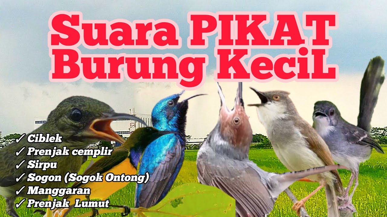 Joss🔥Sekali Putar AUTO Poin‼️Suara PiKAT Semua Burung Kecil Paling AMPUH