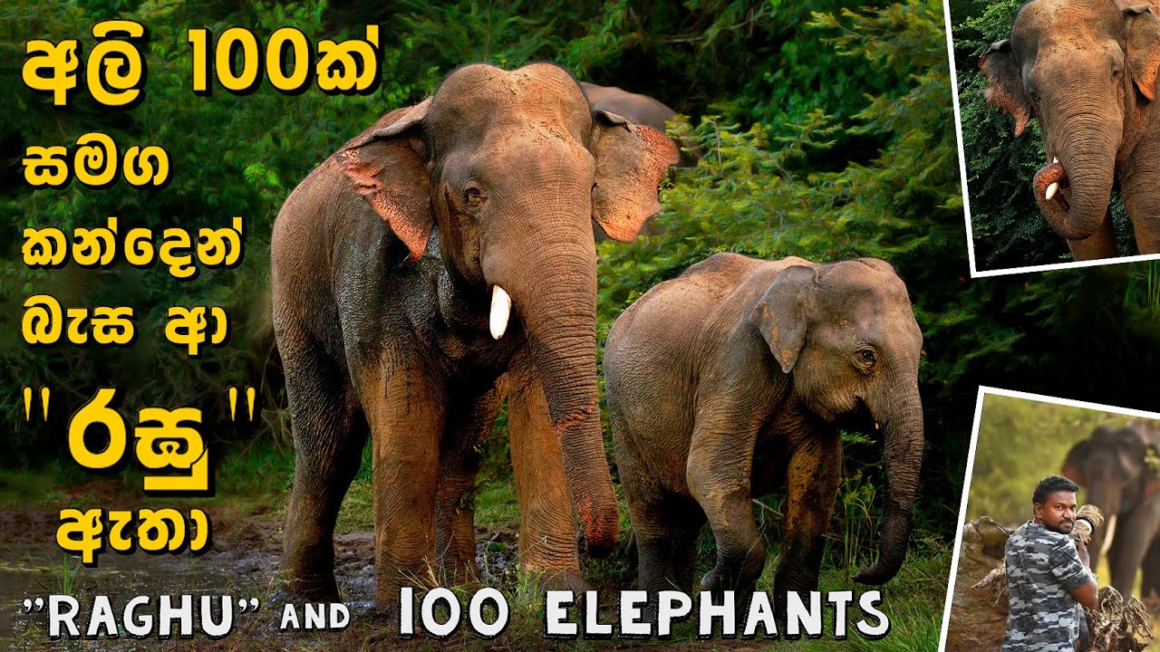 අලි 100ක් සමග කන්දෙන් බැස ආ රඝු ඇතා  (Raghu and 100 Elephants March Down the Mountain) #elephants