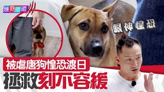 屈臣氏 Wats Petmacy 寵物藥妝呈獻煉狗術師IIIEP17 Part2被虐唐狗惶恐渡日 拯救刻不容緩Eric Ko鄺芷凡唐狗HOYHOYTV