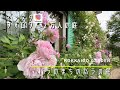 【ガーデニング】「大人気個人庭シリーズ」センス溢れるおしゃれすぎるバラの庭【ガーデナー】【薔薇】