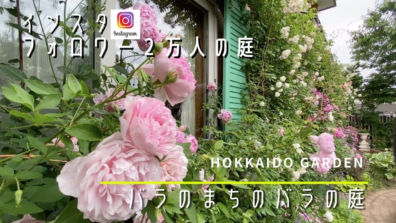 Hokkaido】【 garden】【 rose】【Japan】 - YouTube