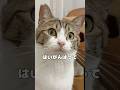 【保護猫】1番がんばってる猫