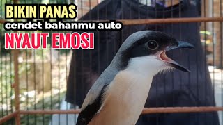 Suara Pancingan Khusus Cendet Bahan Toet toet Bongkar Isian Biangnya Bikin Cendet Lain Nyaut Emosi