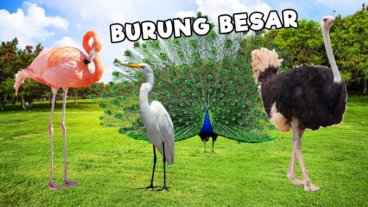 Mencari dan menemukan burung unta, burung bangau, burung merak dan burung flamingo !!