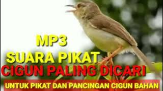 Masteran dan Pikat Ciblek Gunung||Suara Cigun