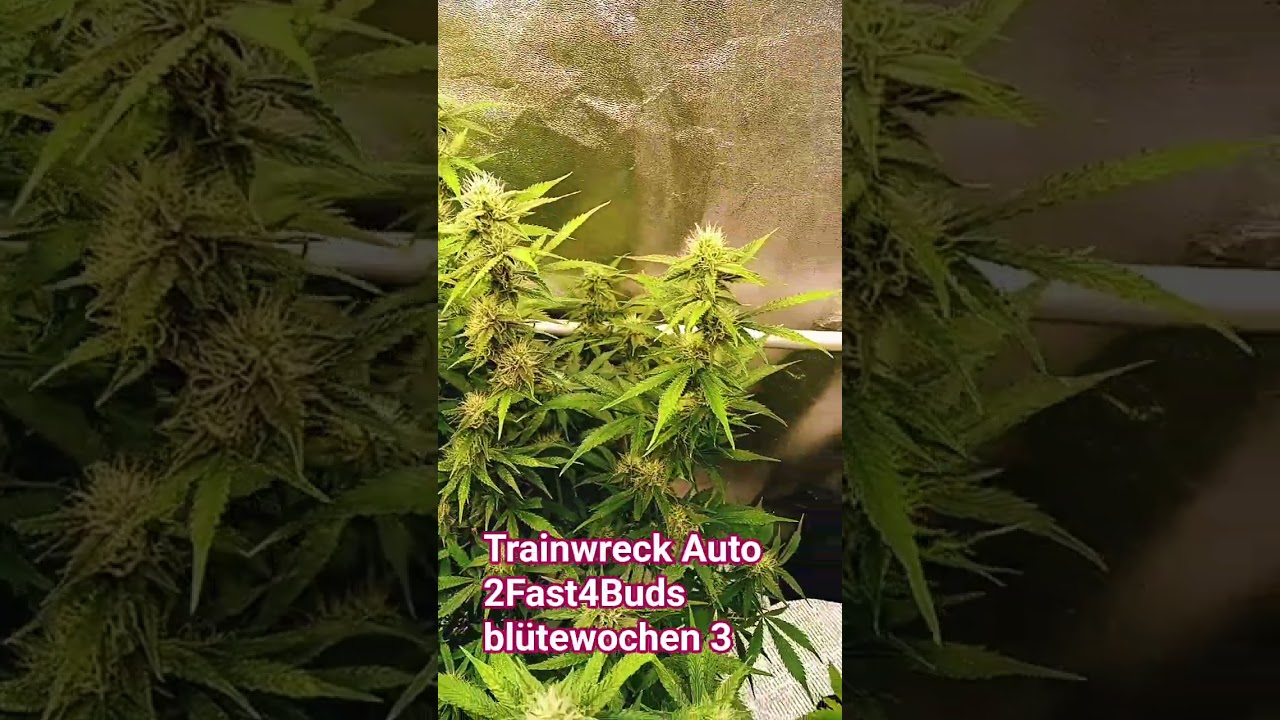 Trainwreck Auto 2Fast4Buds